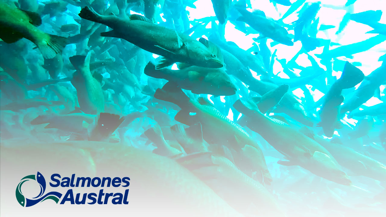 General Manager of Salmones Austral in Chile: "Wherex has brought us positive economic impacts and time savings in quotations".