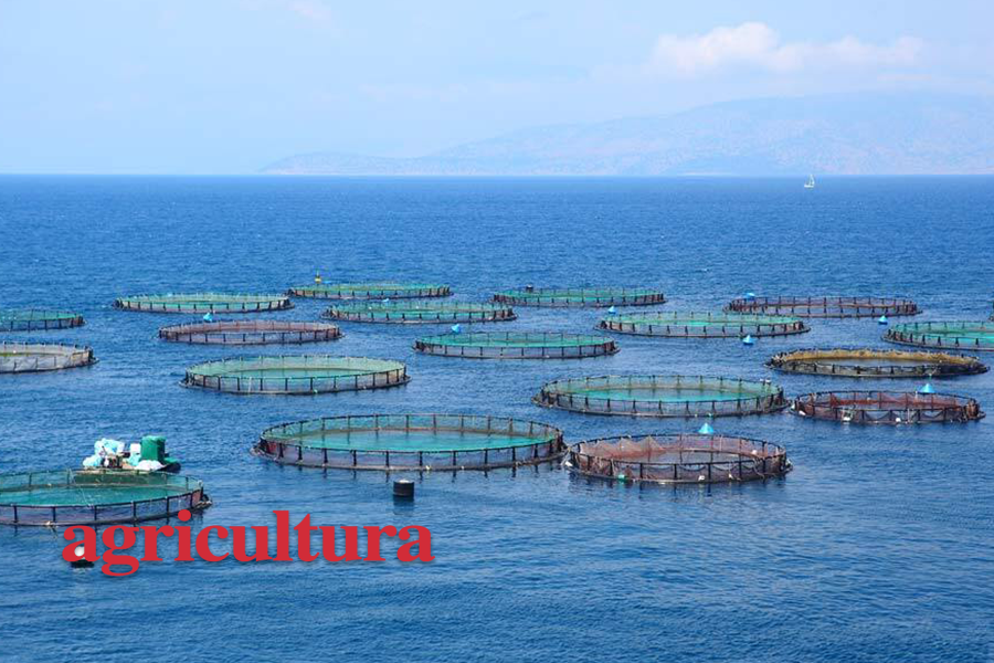 Industria salmonera: Mercado de proveedores creció 42% en 4 años con la digitalización de la cadena de suministro
