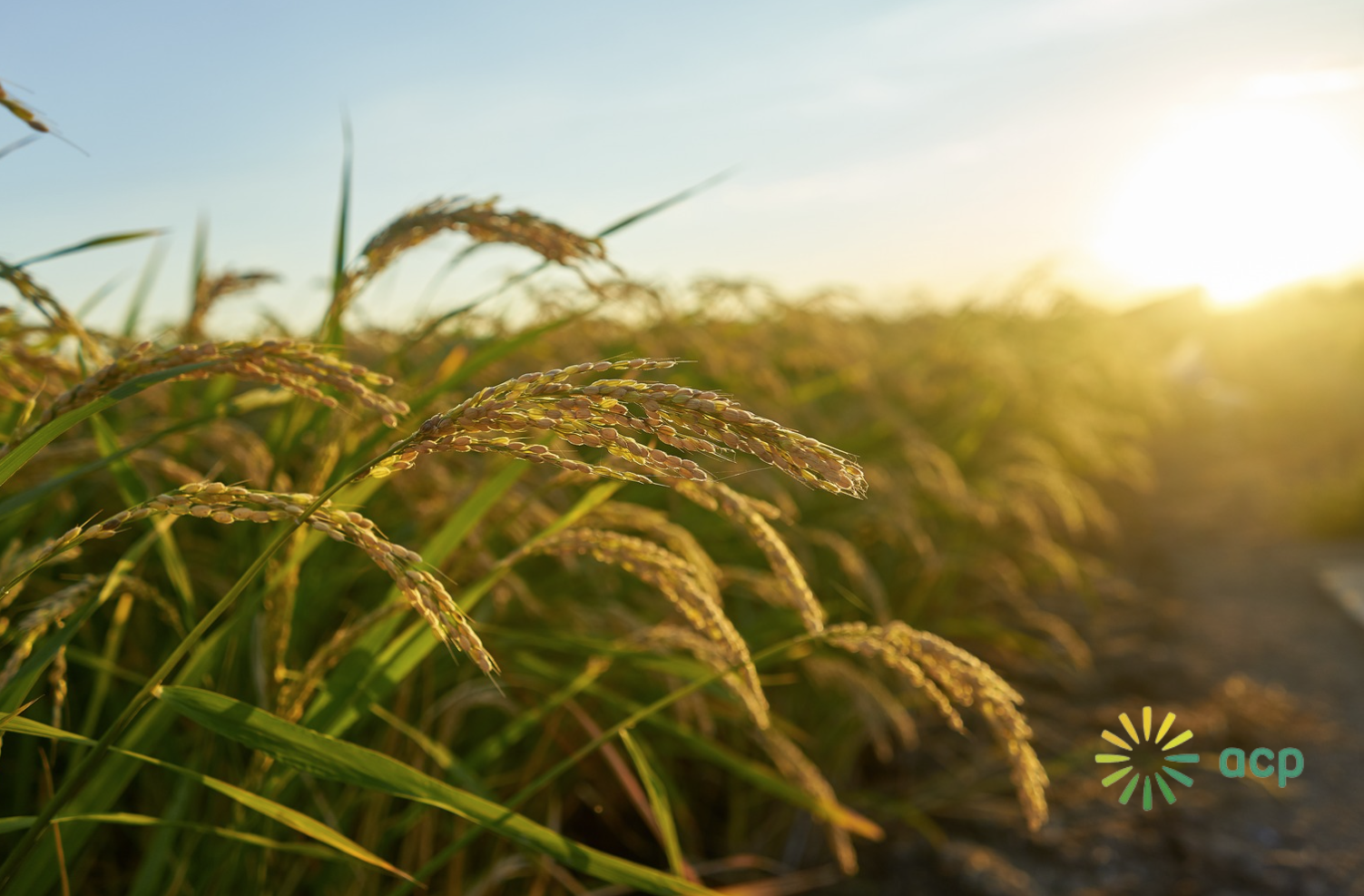 Agrícola Cerro Prieto in Peru makes strategic purchase with Wherex